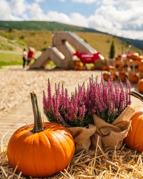 Szczyrk i Zakopane przyciągają najwyżej położoną w Polsce farmą dyń. Jesienne insta spoty w kurortach