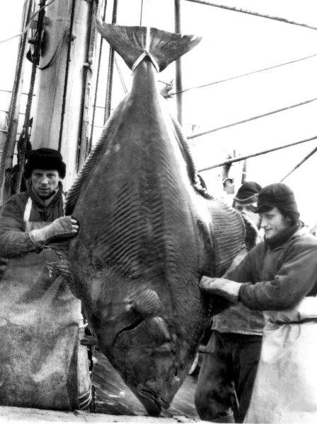 Dorsze, śledzie, flądry, jak je mrozić badali naukowcy. Historia rozpoczęła się w Helu